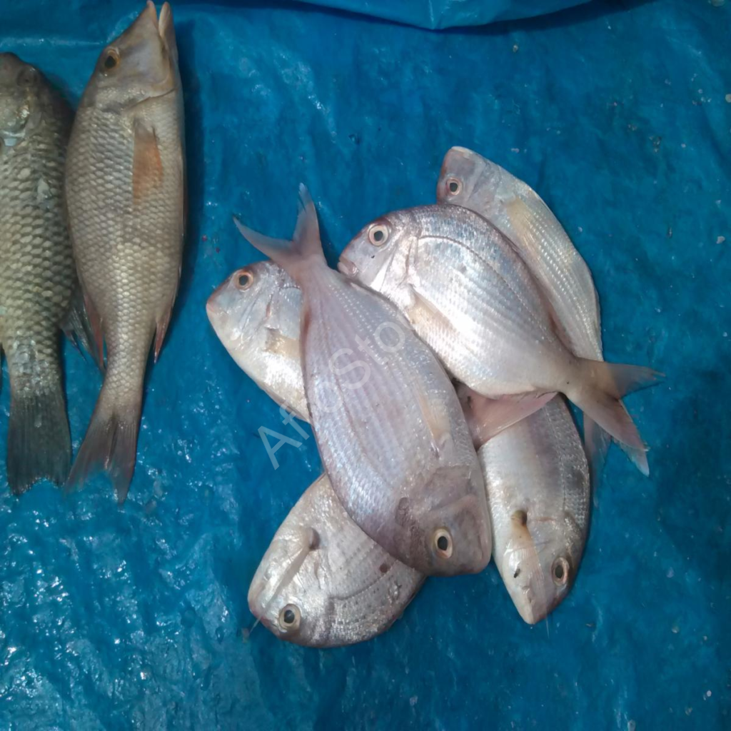 vente poisson frais marché local africain fresh fish sale local african market