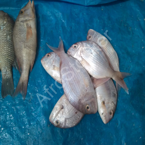 Vente poisson frais marche local africain