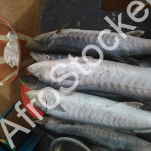 Vente poisson marche africain table