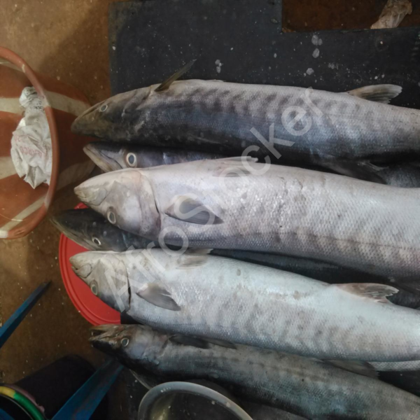 Vente poisson marche africain table