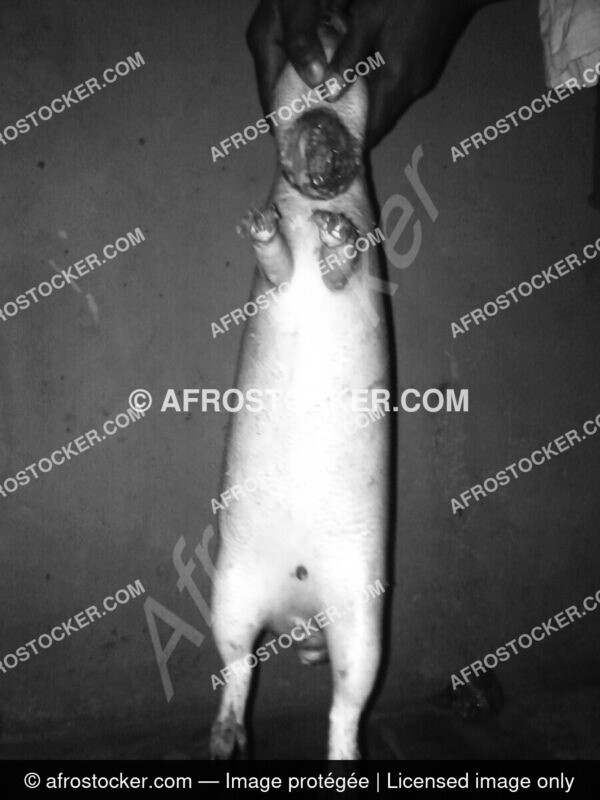 Aulacode mort dafrique afrostocker