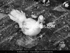 Canard afrique17 afrostocker