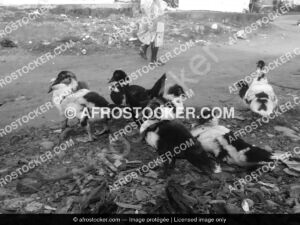 Canard Africain — Faune et Élevage Traditionnel Afrique