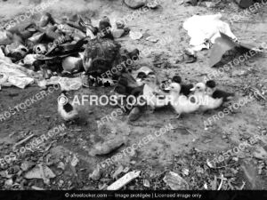 Canards Africains — Élevage Rural et Biodiversité
