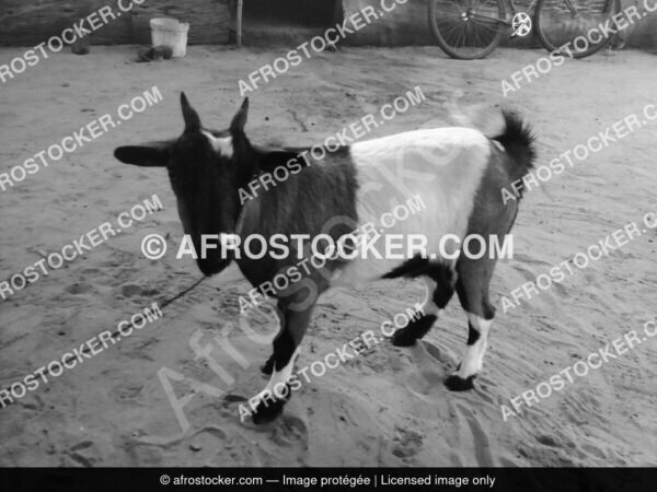 Chevre dafrique afrostocker