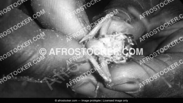 Criquet afrique14 afrostocker