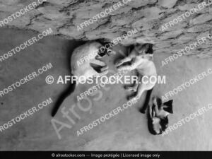 Chats au Repos — Vie Quotidienne Village Africain Chats au Repos — Vie Quotidienne Village Africain