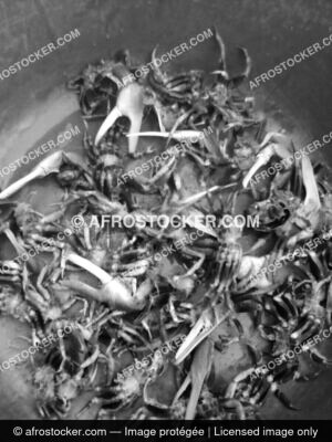 Des crabes dafrique1 afrostocker