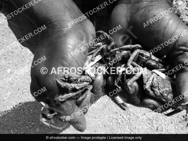 des-crabes-dafrique21-afrostocker Des crabes dafrique21 afrostocker
