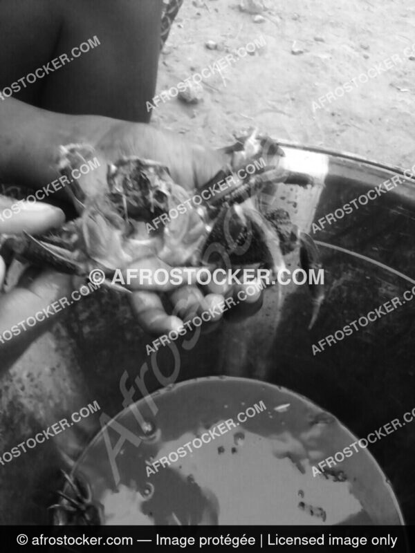 des-crabes-dafrique4-afrostocker Des crabes dafrique4 afrostocker