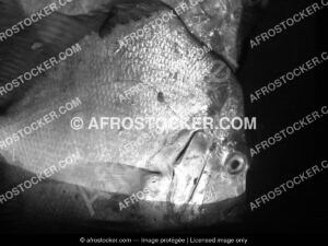 Des poissons afrique207 afrostocker