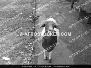 Ovins Africains — Élevage Traditionnel Afrique de l'Ouest Ovins Africains — Élevage Traditionnel Afrique de l'Ouest