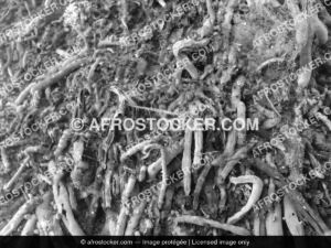 Fourmis Jaunes Africaines — Biodiversité Nature