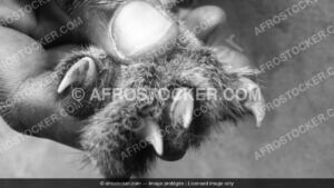 Griffes d'Animal Sauvage — Faune Sauvage Africaine