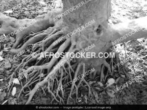 Mangrove africaine000401 afrostocker