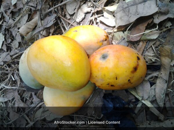 Mangue nature afrique afrostocker