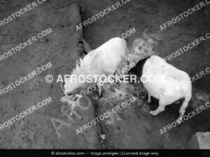 Mouton Africain — Élevage Ovin Traditionnel Afrique