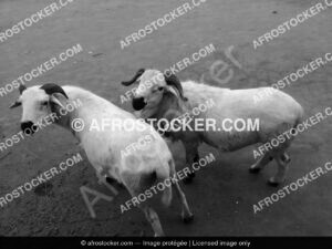Moutons Afrique — Photographie Africaine Authentique