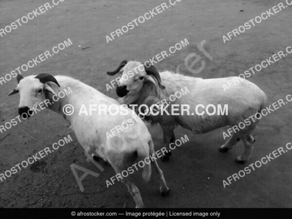 Moutons afrique1 afrostocker