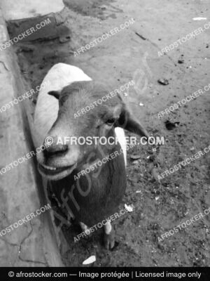 Moutons Afrique — Photographie Africaine Authentique