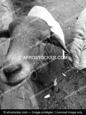 Moutons Afrique — Photographie Africaine Authentique