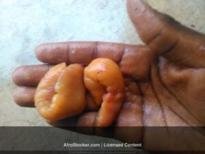 Œufs de Poisson Frais — Pêche Artisanale Afrique Œufs de Poisson Frais — Pêche Artisanale Afrique