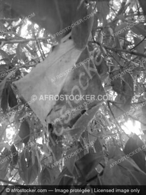 Paysage Nature Afrique — Photographie Africaine Authentique Paysage Nature Afrique — Photographie Africaine Authentique