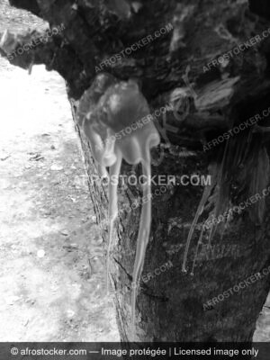 Paysage Nature Afrique — Photographie Africaine Authentique Paysage Nature Afrique — Photographie Africaine Authentique