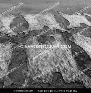 Peau Vache Afrique — Photographie Africaine Authentique Peau Vache Afrique — Photographie Africaine Authentique