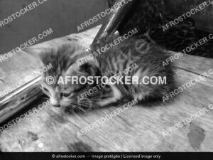 Petit Chatton Afrique — Photographie Africaine Authentique Petit Chatton Afrique — Photographie Africaine Authentique