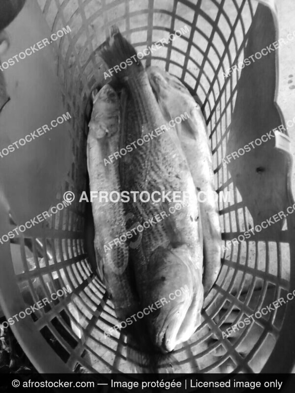 Poisson afrique5 afrostocker