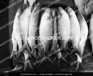 Gros Poissons au Marché Africain — Pêche et Commerce