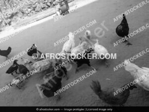Poules dafrique19 afrostocker