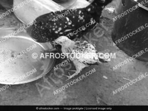Poules dafrique8 afrostocker