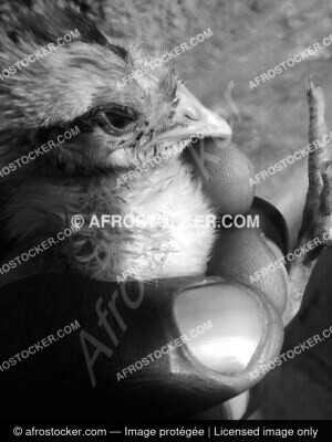 Poussins dafrique019 afrostocker