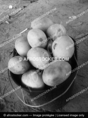 Panier de Mangues Africaines — Fruits Tropicaux Village Panier de Mangues Africaines — Fruits Tropicaux Village