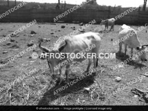 Vaches en Enclos — Élevage Bovin Africain Traditionnel