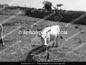 Vaches d'Afrique — Élevage Bovin Traditionnel Africain
