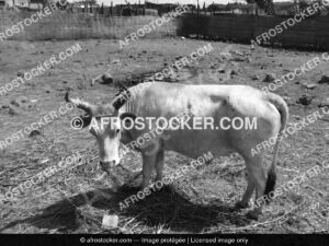 Vaches d'Afrique — Élevage Bovin Traditionnel Africain