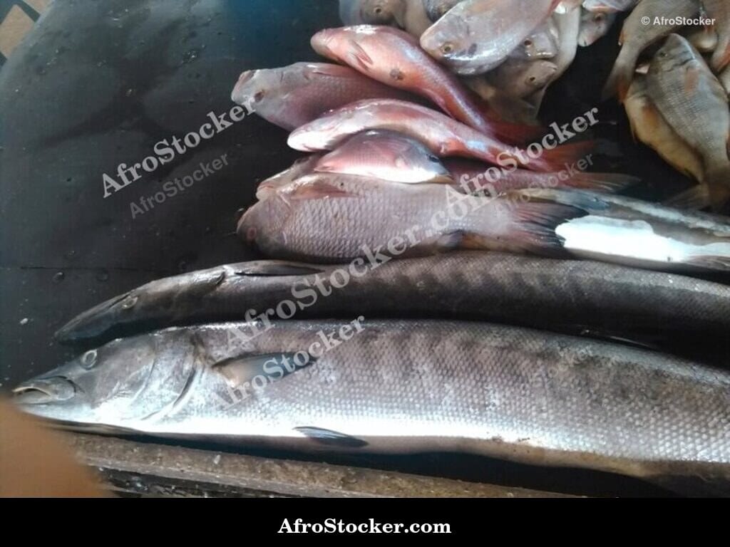 Fresh Fish Detail, Gambian Market West Africa
