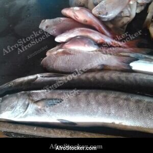 Fresh Fish Detail, Gambian Market West Africa