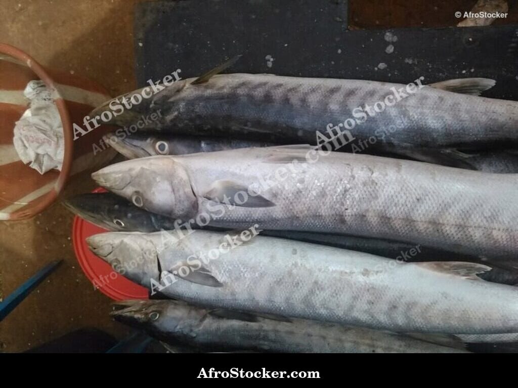 Fresh Fish at Market, Guinea-Bissau West Africa