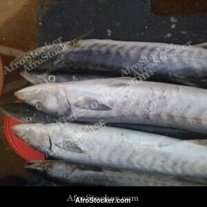 Fresh Fish at Market, Guinea-Bissau West Africa