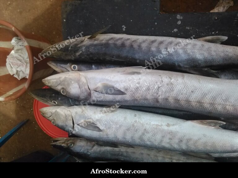 Fresh Fish at Market, Guinea-Bissau West Africa