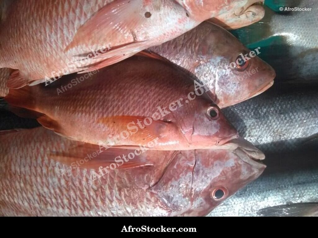 Fish Market Scene, Mauritania North West Africa