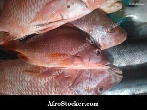 Fish Market Scene, Mauritania North West Africa