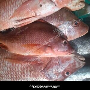 Fish Market Scene, Mauritania North West Africa
