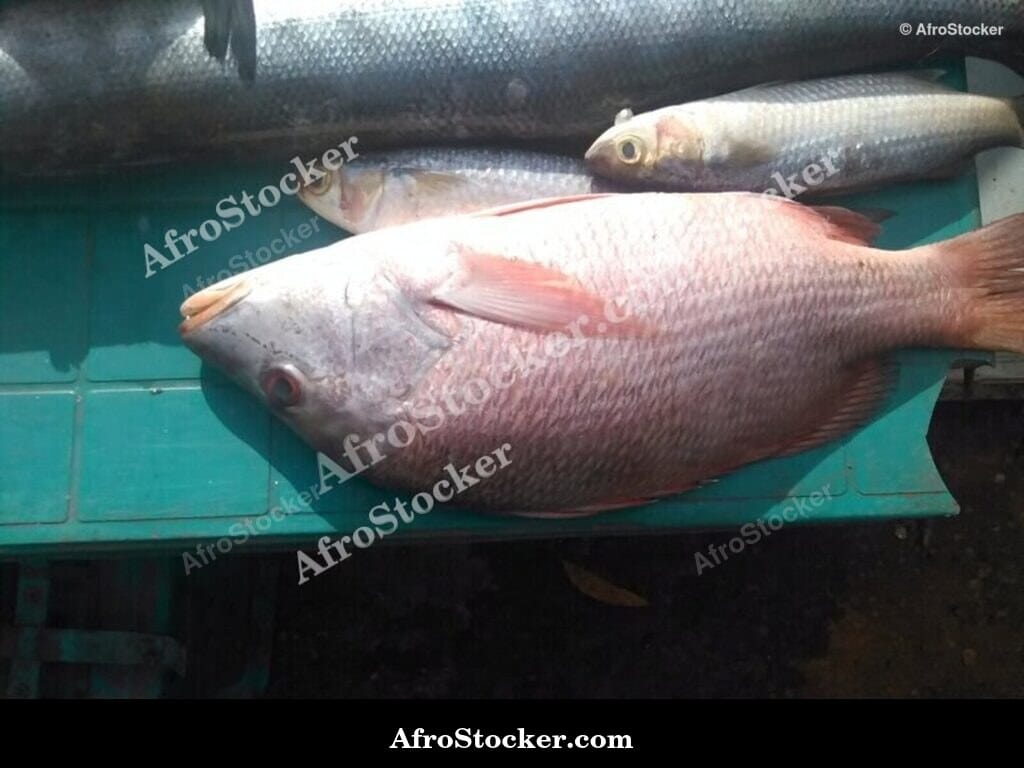 Buying Fresh Fish at African Market