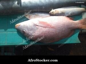 Buying Fresh Fish at African Market