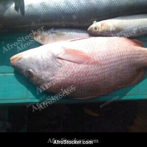 Buying Fresh Fish at African Market